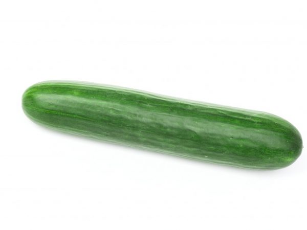 Charakteristika odrody uhorky Stella