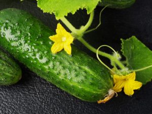 Popis odrôd uhoriek s písmenom H