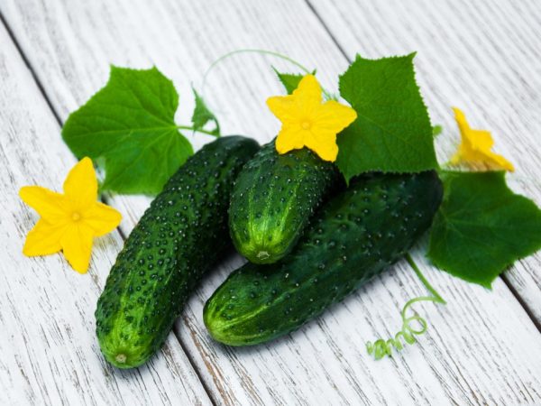 Charakteristika odrôd uhoriek s písmenom Ш