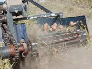 Transportný bager na zemiaky pre ručne vedený traktor