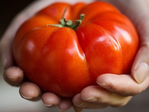 Popis a vlastnosti rajčiakov veľkej váhy Sibíri