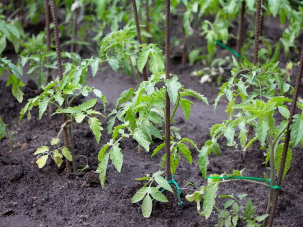 Nedostatok dusíka negatívne ovplyvňuje rastliny