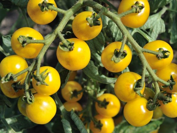Ukazovatele produktivity rajčiakov z jedného kríka