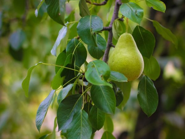El árbol necesita un buen cuidado