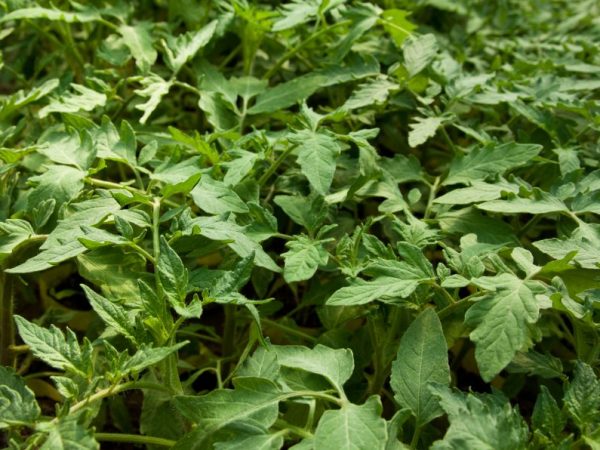 Paradajky sa sadia do pripravenej pôdy