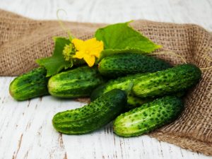 Charakteristika odrody uhoriek Veselye Gnomiki