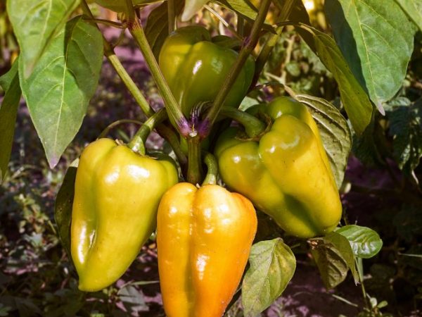 Paprika Medvedík Pú
