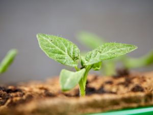 Pestovanie sadeníc paradajok podľa metódy Ganichkina