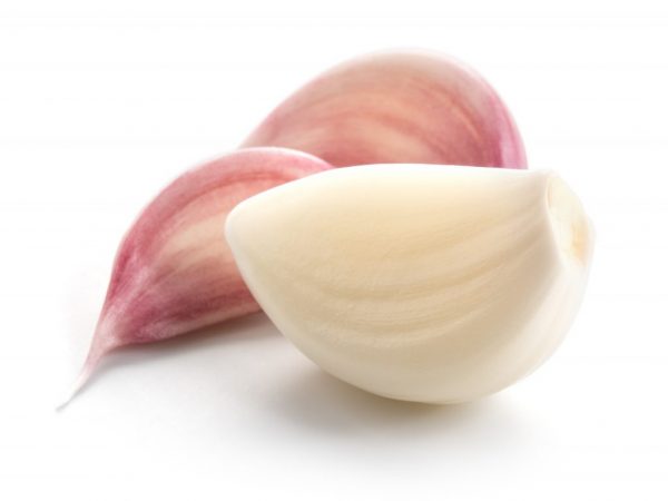 Cibule na výsadbu