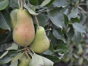 Charakteristika odrody hrušky Chudesnitsa