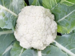 Karfiol Alpha