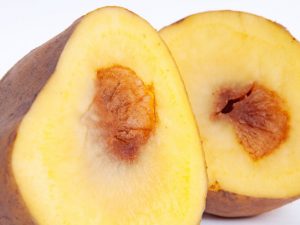 Odrody zemiakovej hniloby