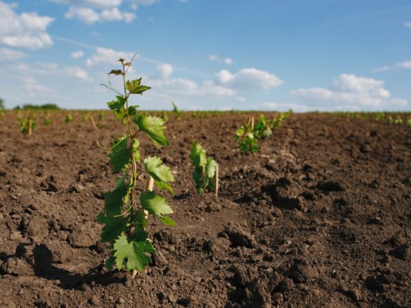 Dodržiavame transplantačné pravidlá