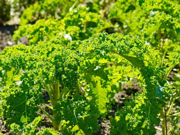 Konzumácia kapusty môže pomôcť znížiť hladinu cholesterolu