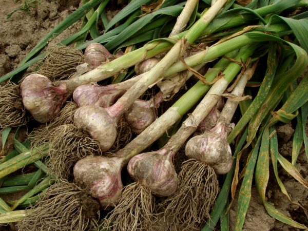 Suchý cesnak