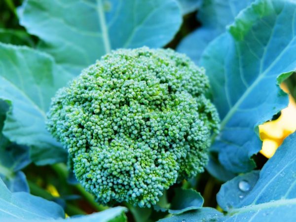 Najlepšie hybridy a odrody brokolice