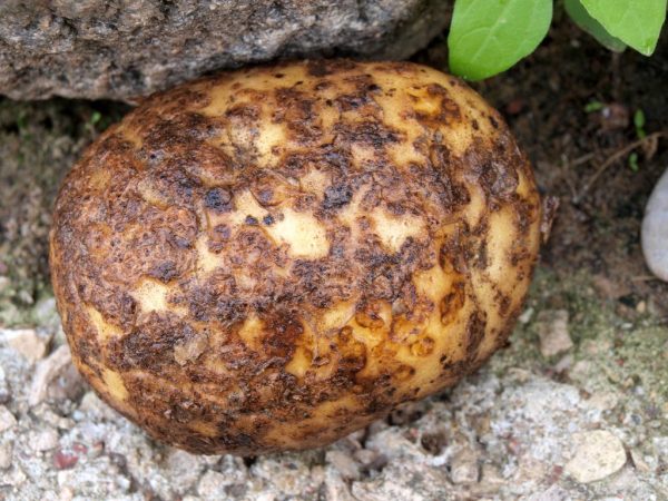 Choroba môže zabiť celú plodinu
