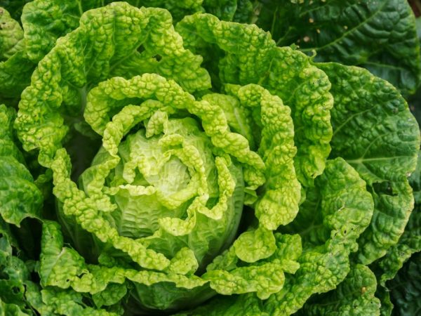 Hlava kapusty môže dorásť až do dvoch kilogramov