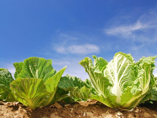 Udržiavanie pôdnej vlhkosti je dôležité