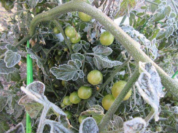 Tomates congelados