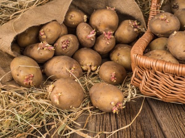 Pravidlá pre výsadbu zemiakov podľa metódy Galiny Kizima
