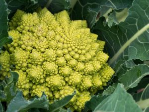 Opis kapusty Romanesco