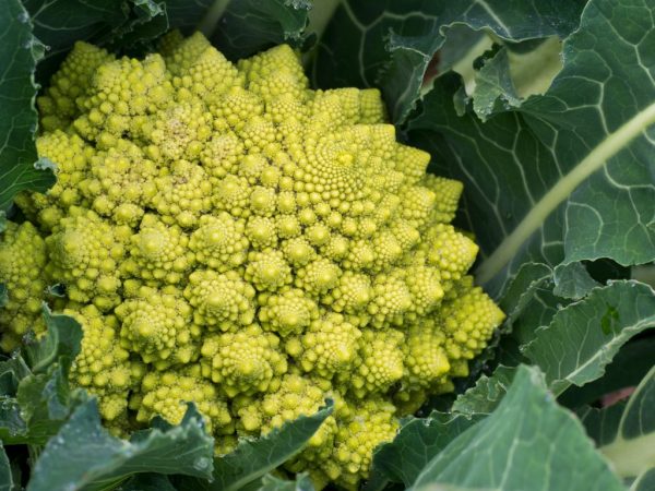 Opis kapusty Romanesco
