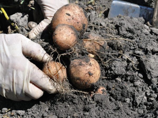 Charakteristika zemiakovej odrody Romano