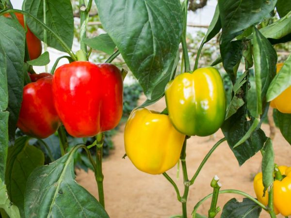 Charakteristika produktívnych odrôd korenia