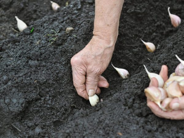 Pri výsadbe sa semená prehĺbia o 5 cm