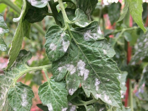 Tratamiento de la septoria en tomates.