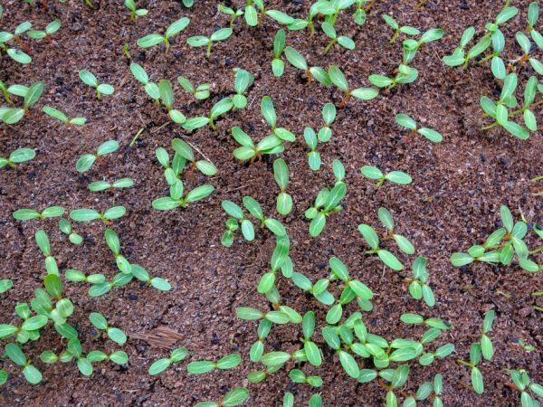 Phacelia nasýti pôdu dusíkom