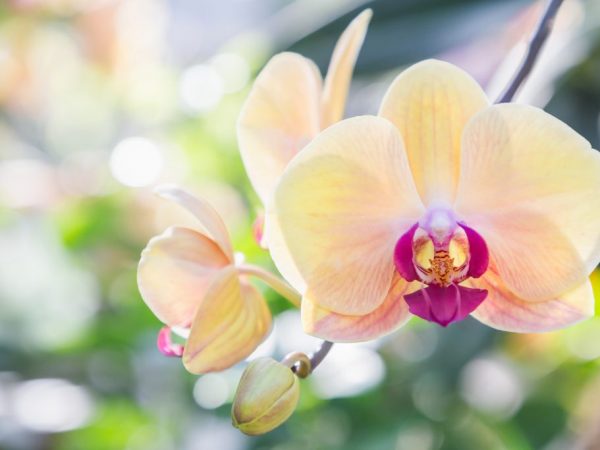 Zalievanie orchidey hnojivom