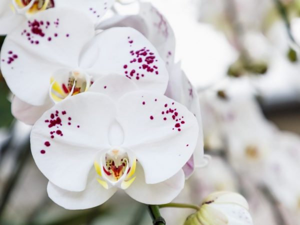 Aplikácia prípravku Aktara na orchidey