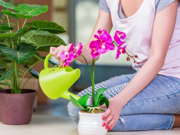  Dendrobium Nobile potrebuje po odkvitnutí kvalitný rez