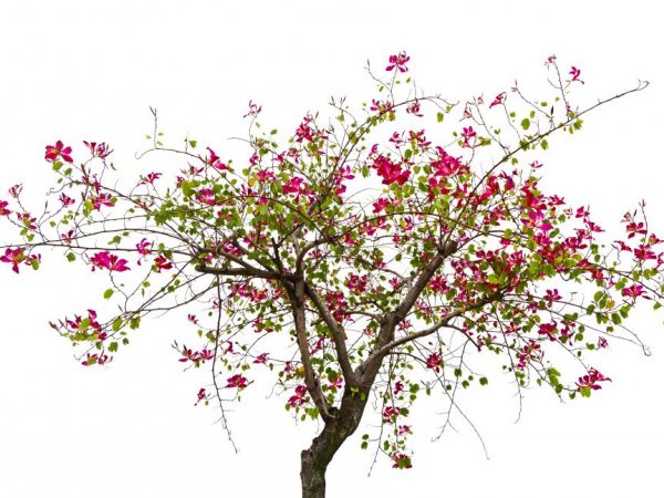 Pestovanie stromu orchidey bauhinia