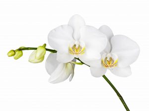 Pestovanie bielej orchidey
