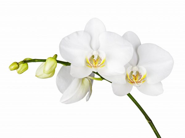 Pestovanie bielej orchidey