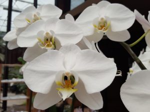 Rastúca biela Phalaenopsis