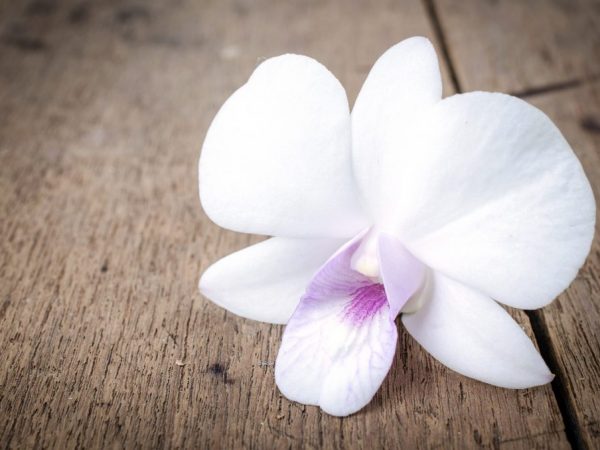 Orchidea vyžaduje starostlivú údržbu