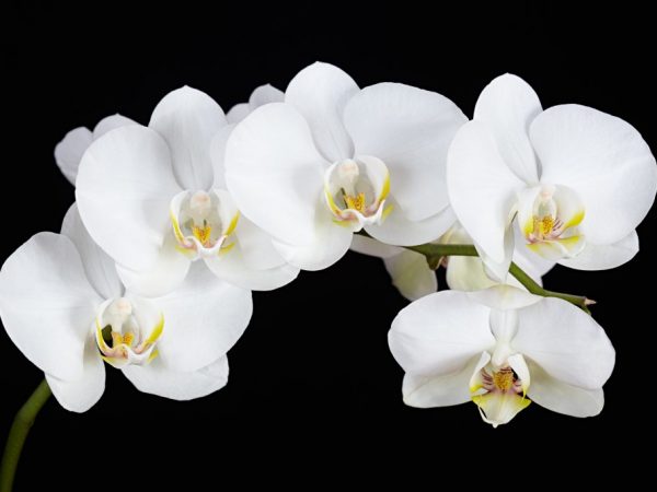 Orchidea sa nesmie sušiť