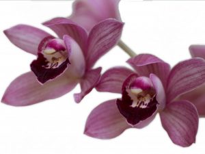 Charakteristika vínovočervenej orchidey