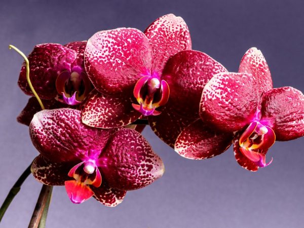 Orchidea - rozmarná kvetina