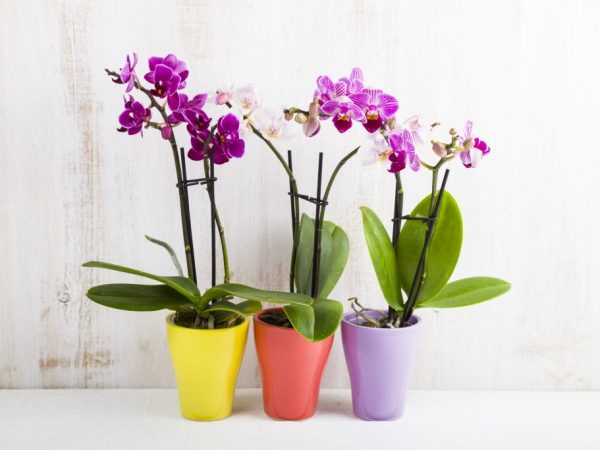 Orchidea patrí do čeľade rastlín a phalaenopsis je samostatný druh