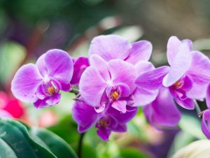 Rozdiel medzi orchideami a phalaenopsis