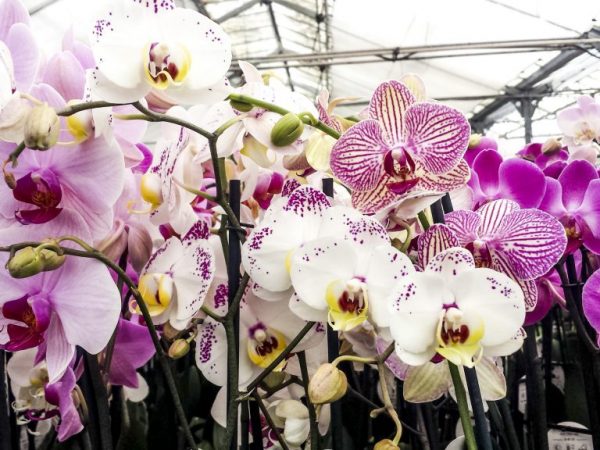 Orchidea obsahuje mnoho poddruhov