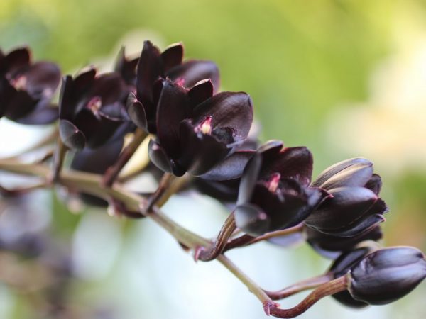Popis Čiernej orchidey