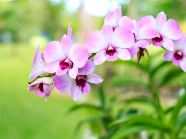 Cesnaková tinktúra na zalievanie orchideí