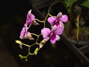 Starostlivosť o dendrobium Nobile po odkvitnutí