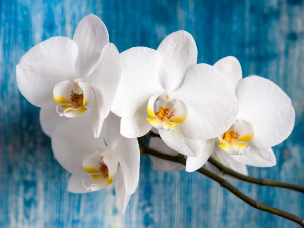 Zirkón a Epin pre orchidey